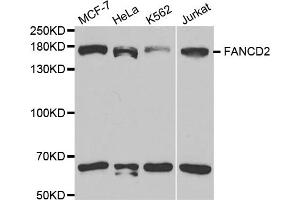 Western blot analysis of extracts of various cell lines, using FANCD2 antibody. (FANCD2 anticorps)