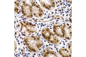 Immunohistochemistry of paraffin-embedded human normal stomach using MT2A antibody at dilution of 1:200 (400x lens). (MT2A anticorps)