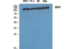 Western Blot (WB) analysis of specific cells using BM28 Polyclonal Antibody. (MCM2 anticorps  (N-Term))