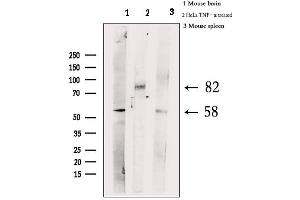Western blot analysis of extracts from various samples, using Phospho-HSF1 (Ser303) Antibody.