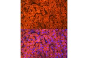 Immunofluorescence analysis of rat liver using Hemopexin (HPX) (HPX) Rabbit mAb (ABIN7267611) at dilution of 1:100 (40x lens). (Hemopexin anticorps)