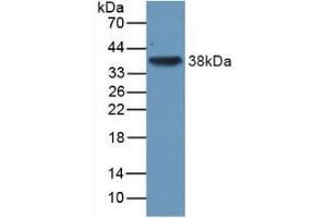 Figure. (TGFB3 anticorps  (AA 24-300))