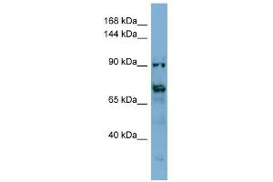 TMEM146 antibody used at 1 ug/ml to detect target protein. (TMEM146 anticorps  (Middle Region))