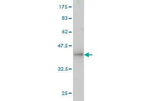 Western Blot detection against Immunogen (36.