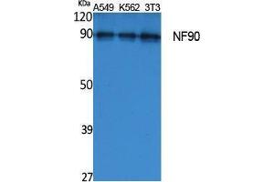 Western Blotting (WB) image for anti-Interleukin enhancer-binding factor 3 (ILF3) (Internal Region) antibody (ABIN3187604) (Interleukin enhancer-binding factor 3 (ILF3) (Internal Region) anticorps)