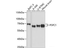 Western blot analysis of extracts of various cell lines using PSPC1 Polyclonal Antibody at dilution of 1:3000. (PSPC1 anticorps)