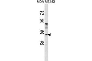 Western blot analysis in MDA-MB453 cell line lysates (35ug/lane) demonstrates that purified POU6F1 Antibody detects  POU6F1 protein (arrow). (POU6F1 anticorps  (N-Term))