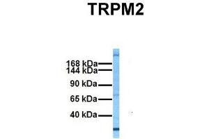 Host:  Rabbit  Target Name:  TRPM2  Sample Tissue:  Human Fetal Liver  Antibody Dilution:  1. (TRPM2 anticorps  (N-Term))