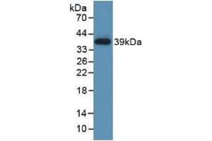 Western blot analysis of recombinant Human TBG. (SERPINA7 anticorps  (AA 128-415))