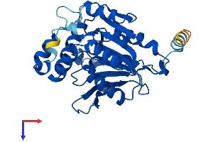 AlphaFold protein structure predicition of Mouse Recombinant Spg21 Protein, UniprotID Q9CQC8