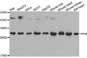 Western blot analysis of extracts of various cell lines, using PHB antibody (ABIN5969986) at 1/1000 dilution. (Prohibitin anticorps)