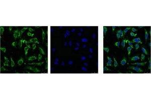 IF analysis of Hela with antibody (Left) and DAPI (Right) diluted at 1:100.