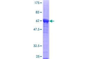 Image no. 1 for BCL2-Like 14 (Apoptosis Facilitator) (BCL2L14) (AA 1-327) protein (GST tag) (ABIN1346570)