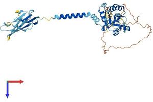 AlphaFold protein structure predicition of Mouse Recombinant Sigirr Protein, UniprotID Q9JLZ8