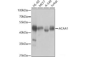 Western blot analysis of extracts of various cell lines using ACAA1 Polyclonal Antibody at dilution of 1:1000. (ACAA1 anticorps)
