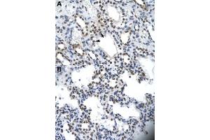 Immunohistochemical staining (Formalin-fixed paraffin-embedded sections) of human kidney (A) and human heart (B) with ILF2 polyclonal antibody  at 4-8 ug/mL working concentration. (ILF2 anticorps  (C-Term))