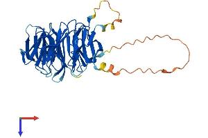 AlphaFold protein structure predicition of Human Recombinant WDR53 Protein, UniprotID Q7Z5U6