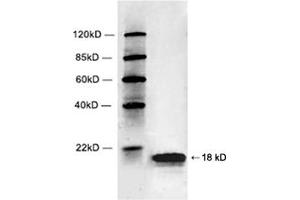 Western blot analysis of Hela cell lysate using 1 µg/mL Rabbit Anti-Histone 2B Polyclonal Antibody (ABIN398701) The signal was developed with IRDyeTM 800 Conjugated Goat Anti-Rabbit IgG. (Histone 2b (HIST1H2BL) (C-Term) anticorps)