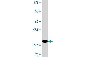 Western Blot detection against Immunogen (36.