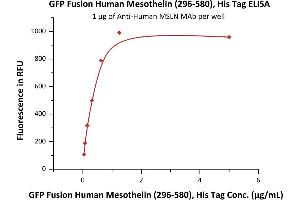 Immobilized A MSLN MAb at 10 μg/mL (100 μL/well) can bind GFP Fusion Human Mesothelin (296-580), His Tag (ABIN6731265,ABIN6809927) with a linear range of 0.