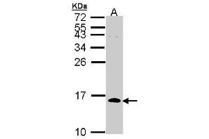 WB Image Sample (30 ug of whole cell lysate) A: H1299 15% SDS PAGE antibody diluted at 1:1000 (CDC26 anticorps)