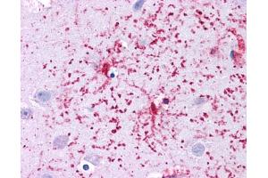 Immunohistochemistry (IHC) image for anti-Glutamate Dehydrogenase 1 (GLUD1) (N-Term) antibody (ABIN2782330)