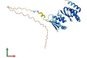 AlphaFold protein structure predicition of Mouse Recombinant Pno1 Protein, UniprotID Q9CPS7