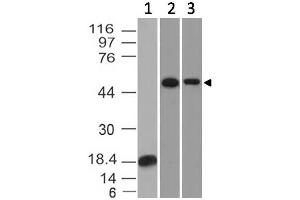 Image no. 1 for anti-TOX High Mobility Group Box Family Member 3 (TOX3) (AA 232-442) antibody (ABIN5027585) (TOX3 anticorps  (AA 232-442))