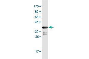 Western Blot detection against Immunogen (36.