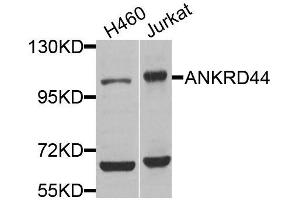 Western blot analysis of extracts of various cell lines, using ANKRD44 antibody (ABIN5974620) at 1/1000 dilution. (ANKRD44 anticorps)