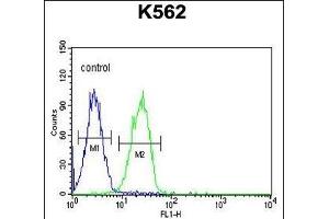 CLM1 Antibody (N-term) (ABIN653906 and ABIN2843144) flow cytometric analysis of K562 cells (right histogram) compared to a negative control cell (left histogram). (IREM1 anticorps  (N-Term))