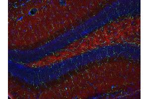 Indirect immunostaining of PFA fixed mouse hippocampus section with anti-SCAMP 1 (dilution 1 : 200; red) and mouse anti-GFAP (cat. (SCAMP1 anticorps)