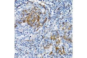 Immunohistochemistry of paraffin-embedded human tonsil using PGRMC1 antibody.