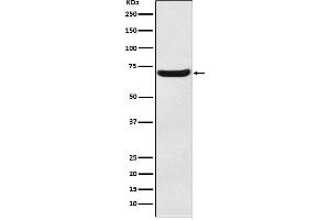Western blot analysis of EAAT3 expression in Human fetal brain lysate.