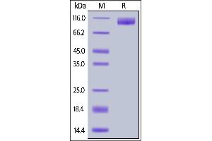 Human TrkA (33-417), Mouse IgG2a Fc Tag on  under reducing (R) condition.