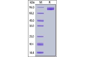 Human TrkA (33-417), Mouse IgG2a Fc Tag on  under reducing (R) condition. (TRKA Protein (AA 33-417) (Fc Tag))