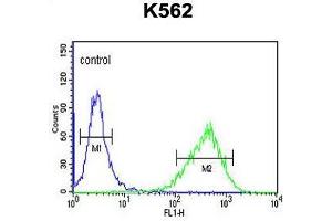 UPK1B Antibody (Center) flow cytometric analysis of K562 cells (right histogram) compared to a negative control cell (left histogram). (Uroplakin 1B anticorps  (Middle Region))