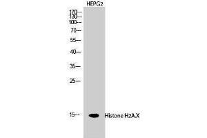 Western Blotting (WB) image for anti-H2A Histone Family, Member X (H2AFX) (Ser465) antibody (ABIN3180085) (H2AFX anticorps  (Ser465))