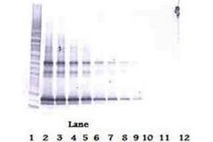 Image no. 3 for anti-Tumor Necrosis Factor (Ligand) Superfamily, Member 14 (TNFSF14) antibody (ABIN465434) (TNFSF14 anticorps)