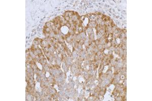 Immunohistochemistry (IHC) image for anti-Peroxiredoxin 3 (PRDX3) (AA 206-256) antibody (ABIN7453415) (Peroxiredoxin 3 anticorps  (AA 206-256))