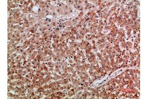 Immunohistochemical analysis of paraffin-embedded human-liver, antibody was diluted at 1:200 (Thymopoietin anticorps  (AA 1-50))