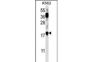 PTMS Antibody (C-term) (ABIN656745 and ABIN2845967) western blot analysis in K562 cell line lysates (35 μg/lane). (Parathymosin anticorps  (C-Term))