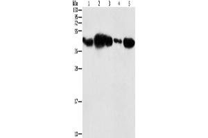 Western Blotting (WB) image for anti-Phosphoglycerate Kinase 2 (PGK2) antibody (ABIN2429399)