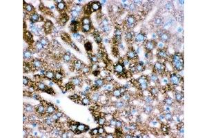 IHC-P: CYP2E1 antibody testing of mouse liver tissue (CYP2E1 anticorps  (AA 1-310))