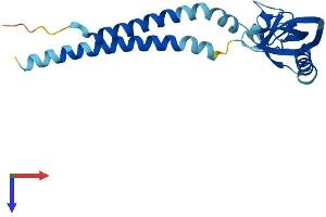 AlphaFold protein structure predicition of Mouse Recombinant Kcnmb4 Protein, UniprotID Q9JIN6