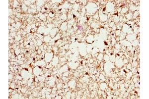 IHC image of ABIN7164919 diluted at 1:200 and staining in paraffin-embedded human brain tissue performed on a Leica BondTM system. (PSME3 anticorps  (AA 2-252))