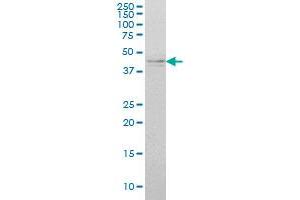 IKBKG monoclonal antibody (M01), clone 4G9 Western Blot analysis of IKBKG expression in K-562 .