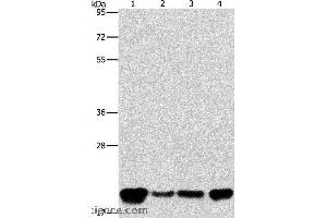 Western blot analysis of A549, K562, hela and hepG2 cell, using PEBP1 Polyclonal Antibody at dilution of 1:400 (PEBP1 anticorps)