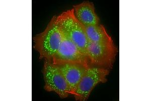 Immunofluorescent analysis of 4 % paraformaldehyde-fixed, 0.