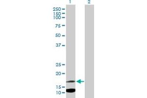 Western Blot analysis of IFITM2 expression in transfected 293T cell line by IFITM2 MaxPab polyclonal antibody. (IFITM2 anticorps  (AA 1-132))